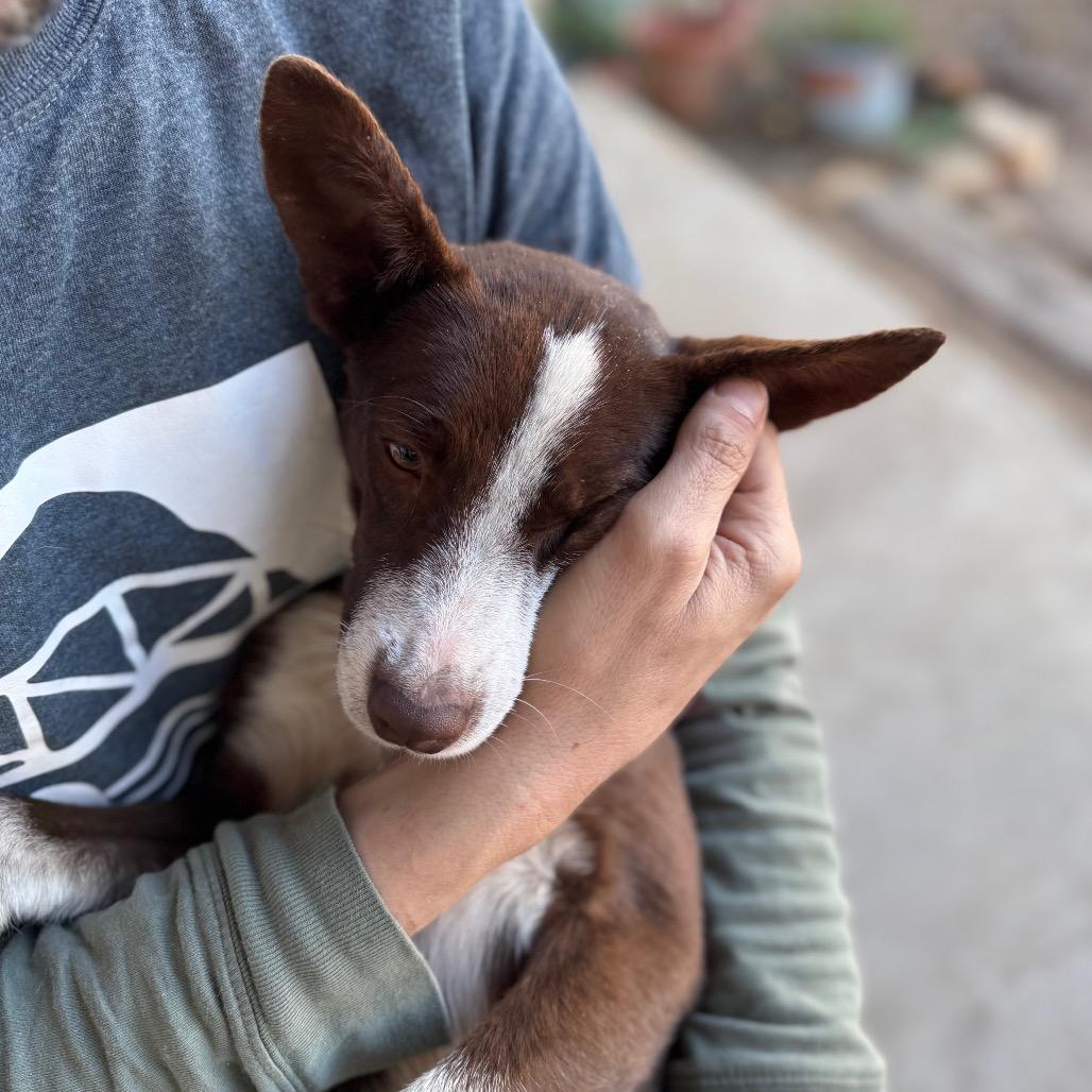 Enlarge Gabby, a Adoptable mixed breed in San Antonio, TX image 1/6