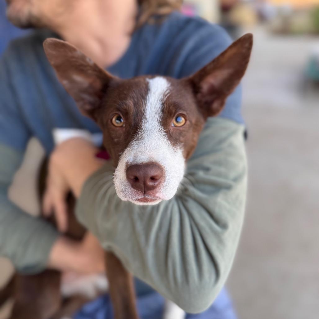 Enlarge Gabby, a Adoptable mixed breed in San Antonio, TX image 2/6