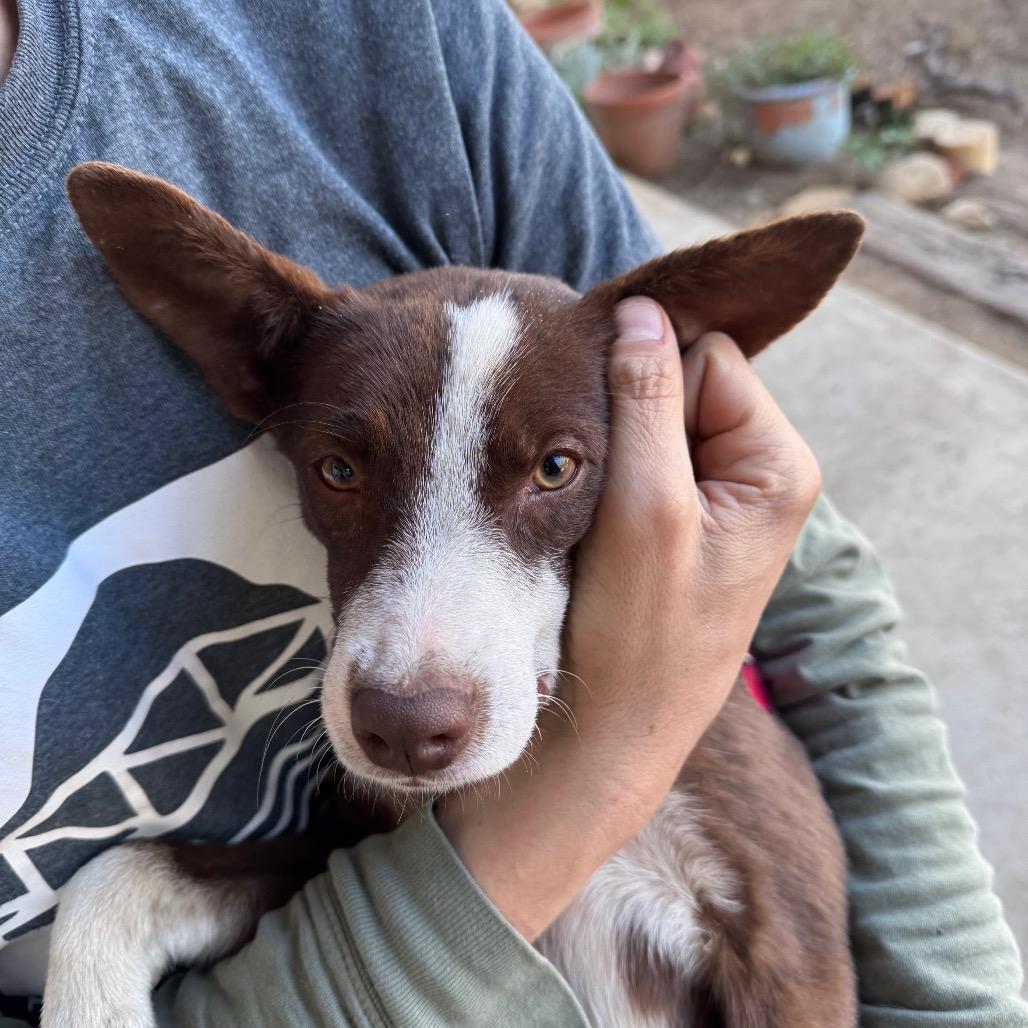 Enlarge Gabby, a Adoptable mixed breed in San Antonio, TX image 3/6