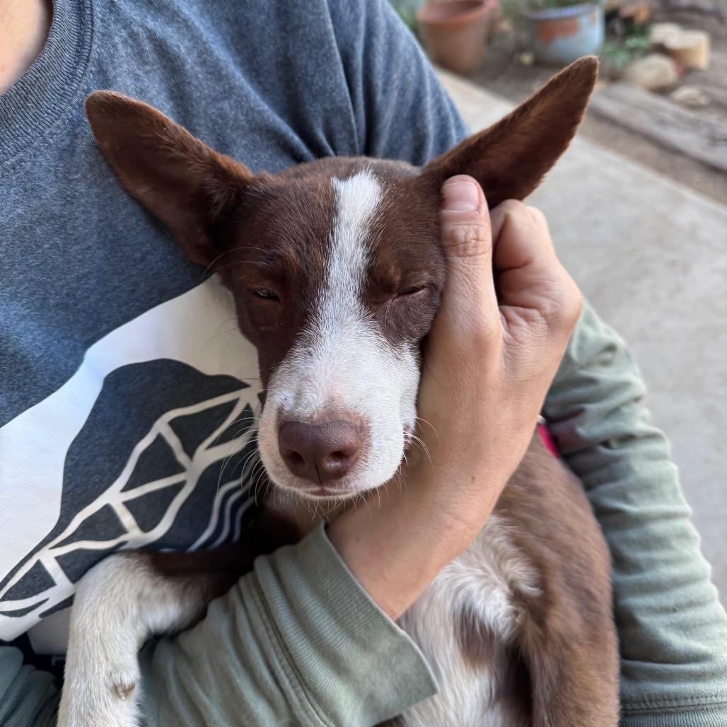 Enlarge Gabby, a Adoptable mixed breed in San Antonio, TX image 4/6