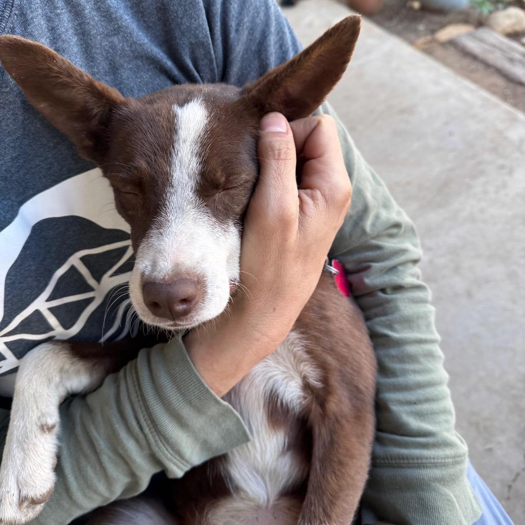Enlarge Gabby, a Adoptable mixed breed in San Antonio, TX image 5/6
