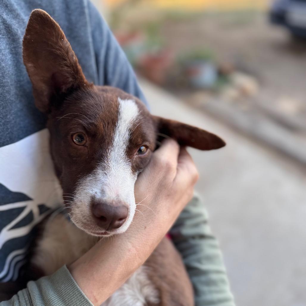 Enlarge Gabby, a Adoptable mixed breed in San Antonio, TX image 6/6