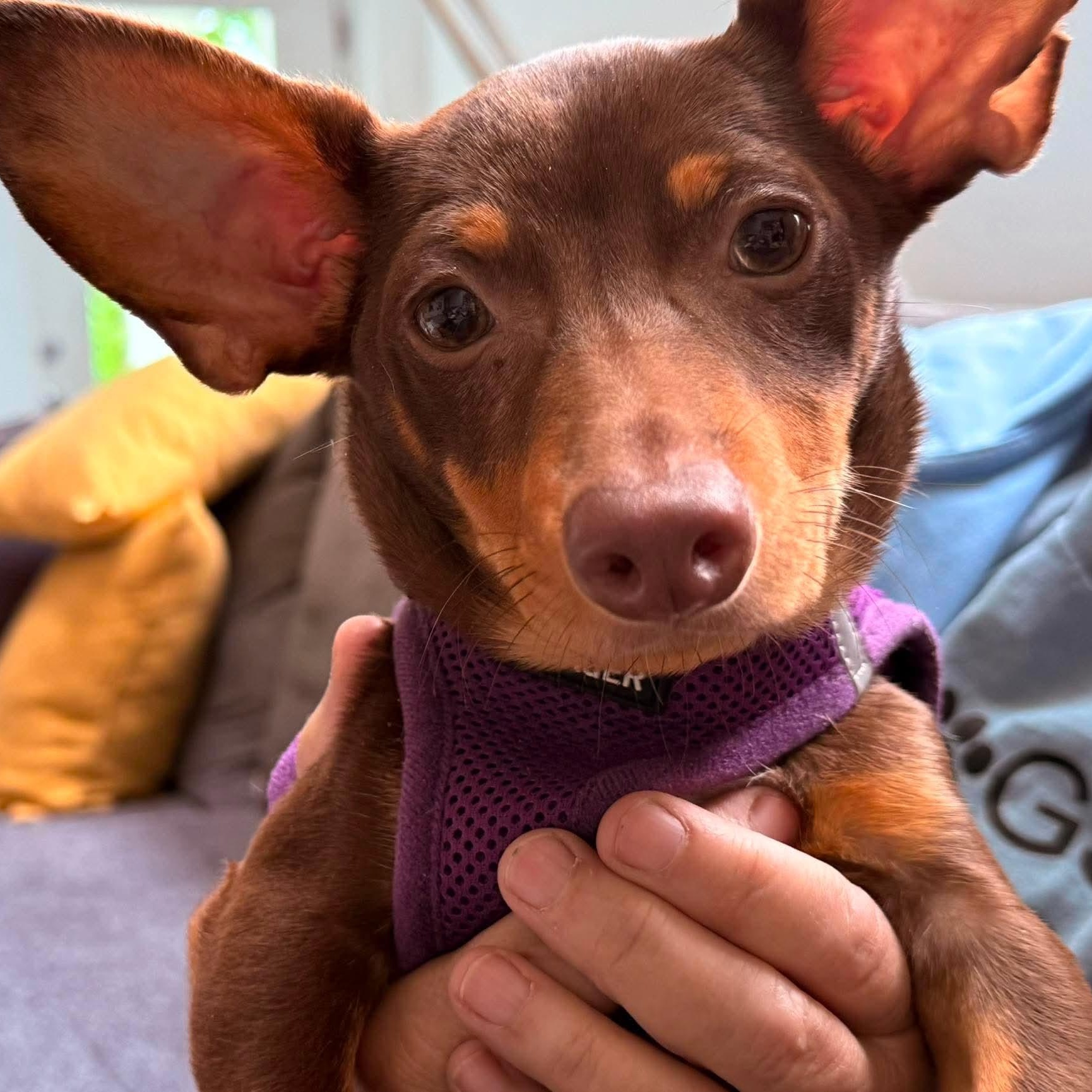 Enlarge FLETCHER - ARRIVING IN MAINE MAY 30TH, a ADOPTABLE Mixed Breed in Berwick, ME image 1/6