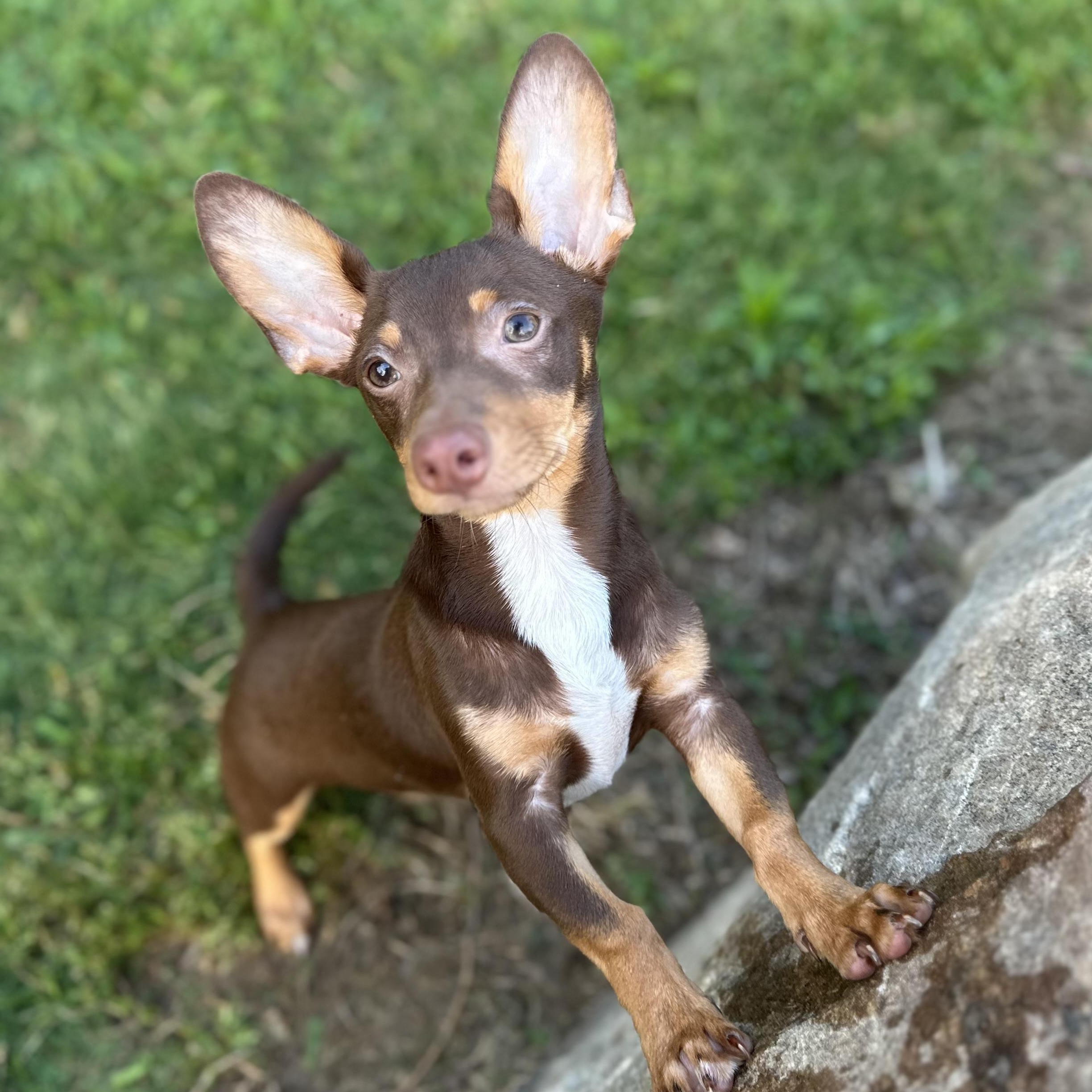 Enlarge FLETCHER - ARRIVING IN MAINE MAY 30TH, a ADOPTABLE Mixed Breed in Berwick, ME image 2/6