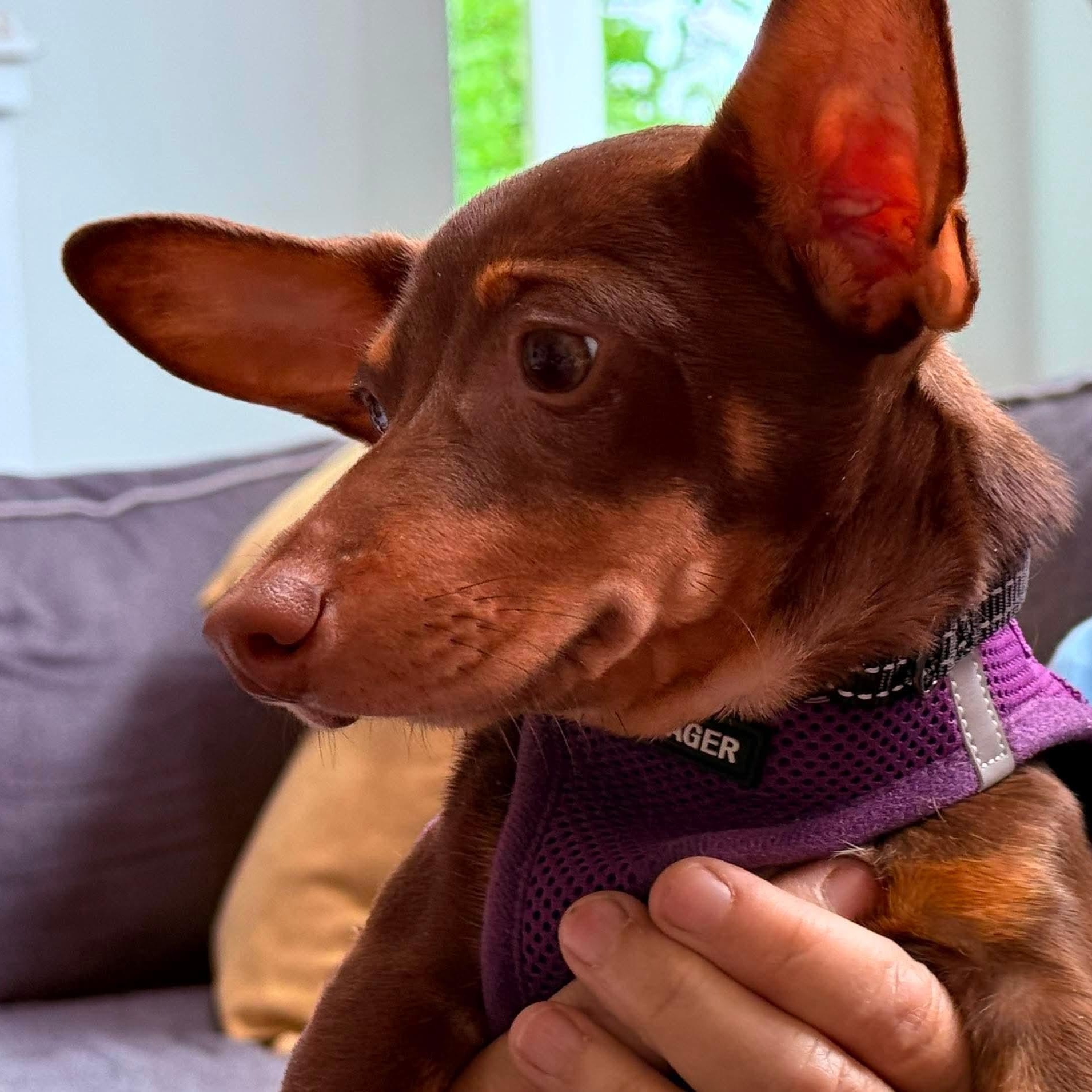 Enlarge FLETCHER - ARRIVING IN MAINE MAY 30TH, a ADOPTABLE Mixed Breed in Berwick, ME image 5/6