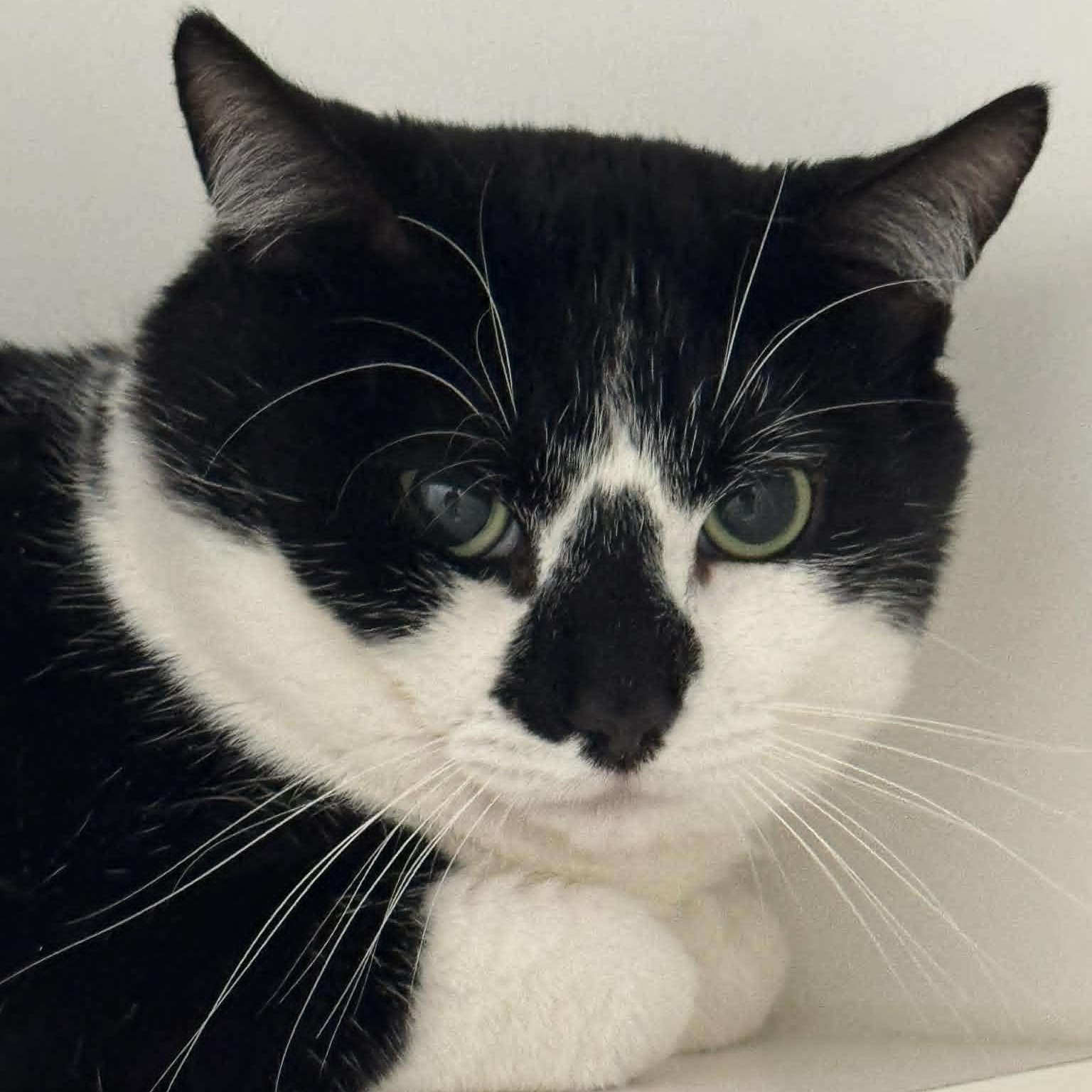 Enlarge Cat of the Month!, a ADOPTABLE American Shorthair in Danbury, CT image 1/2