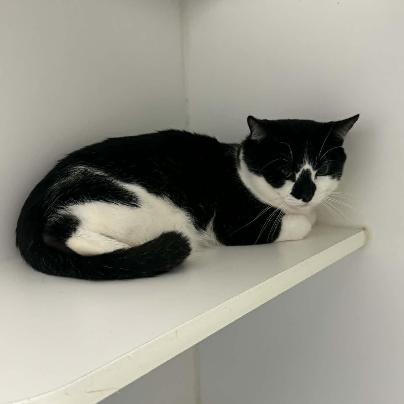 Enlarge Cat of the Month!, a ADOPTABLE American Shorthair in Danbury, CT image 2/2