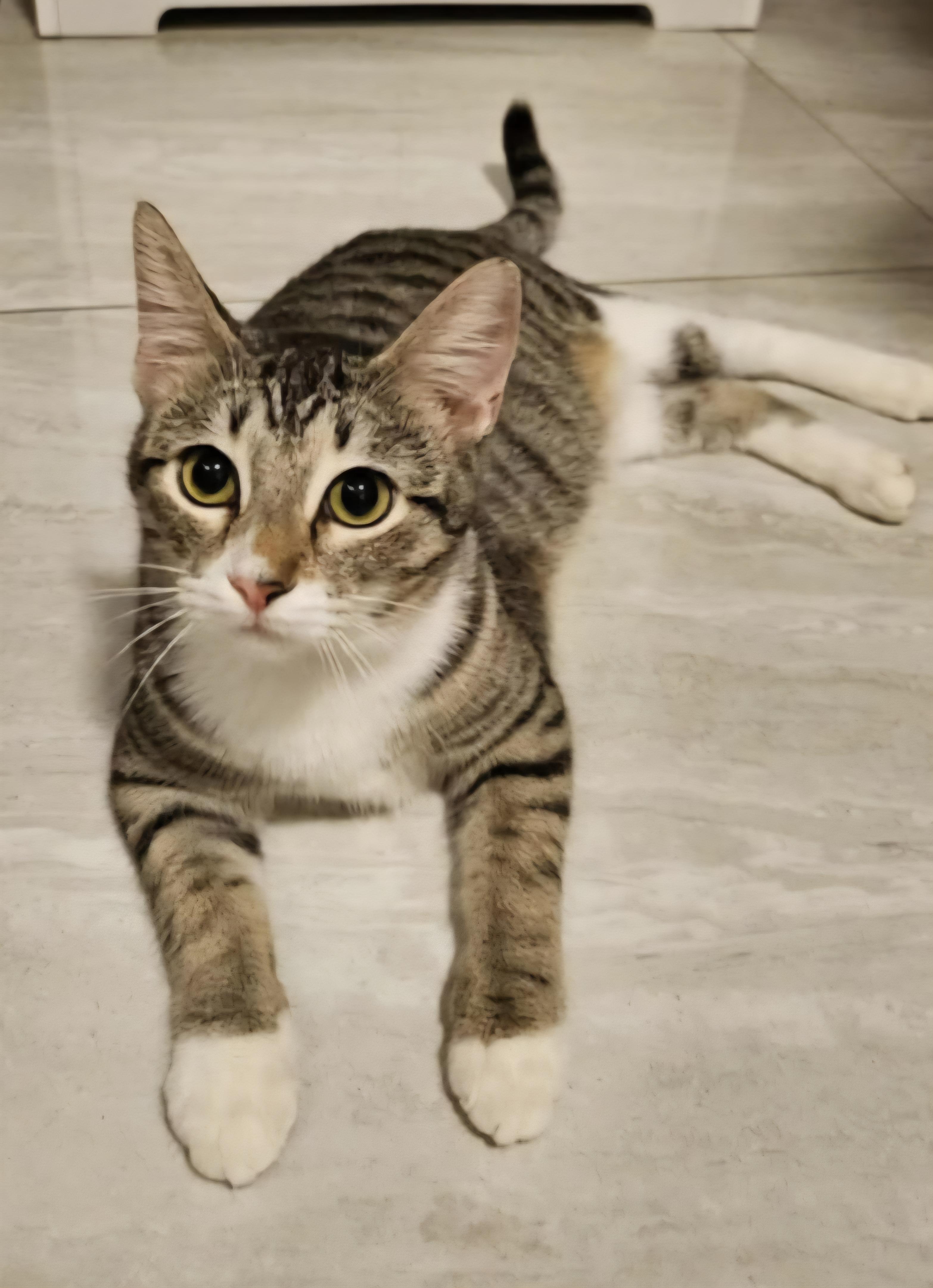 Enlarge Princess, a Adoptable Domestic Short Hair in Mount Pleasant, TX image 1/2