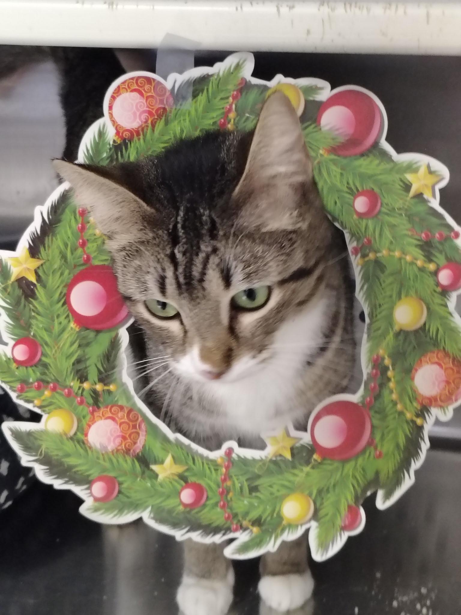 Enlarge Princess, a Adoptable Domestic Short Hair in Mount Pleasant, TX image 2/2