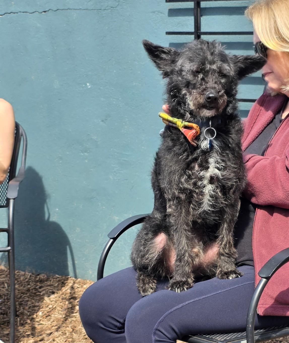 Enlarge Brody, an adopted mixed breed in Abington, PA image 2/3