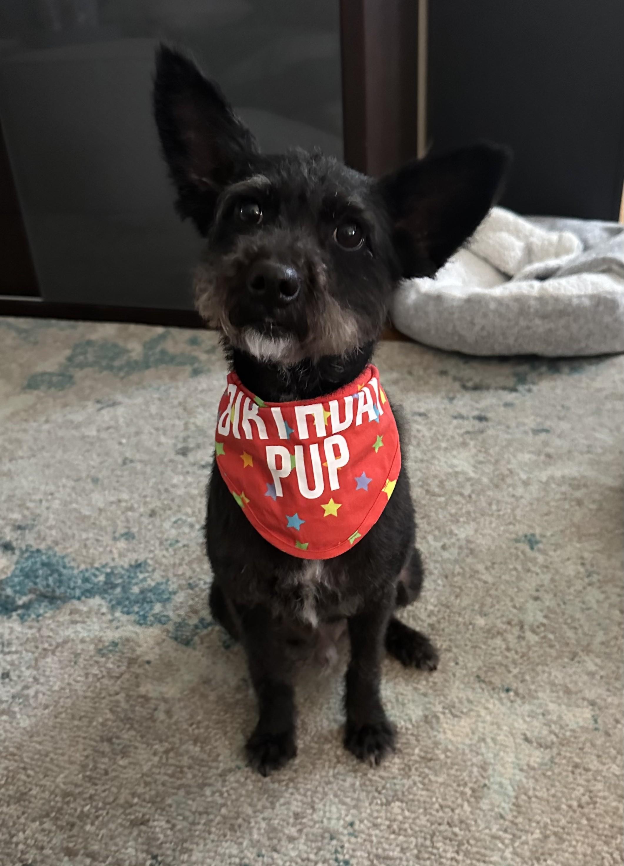 Enlarge Brody, an adopted mixed breed in Abington, PA image 3/3