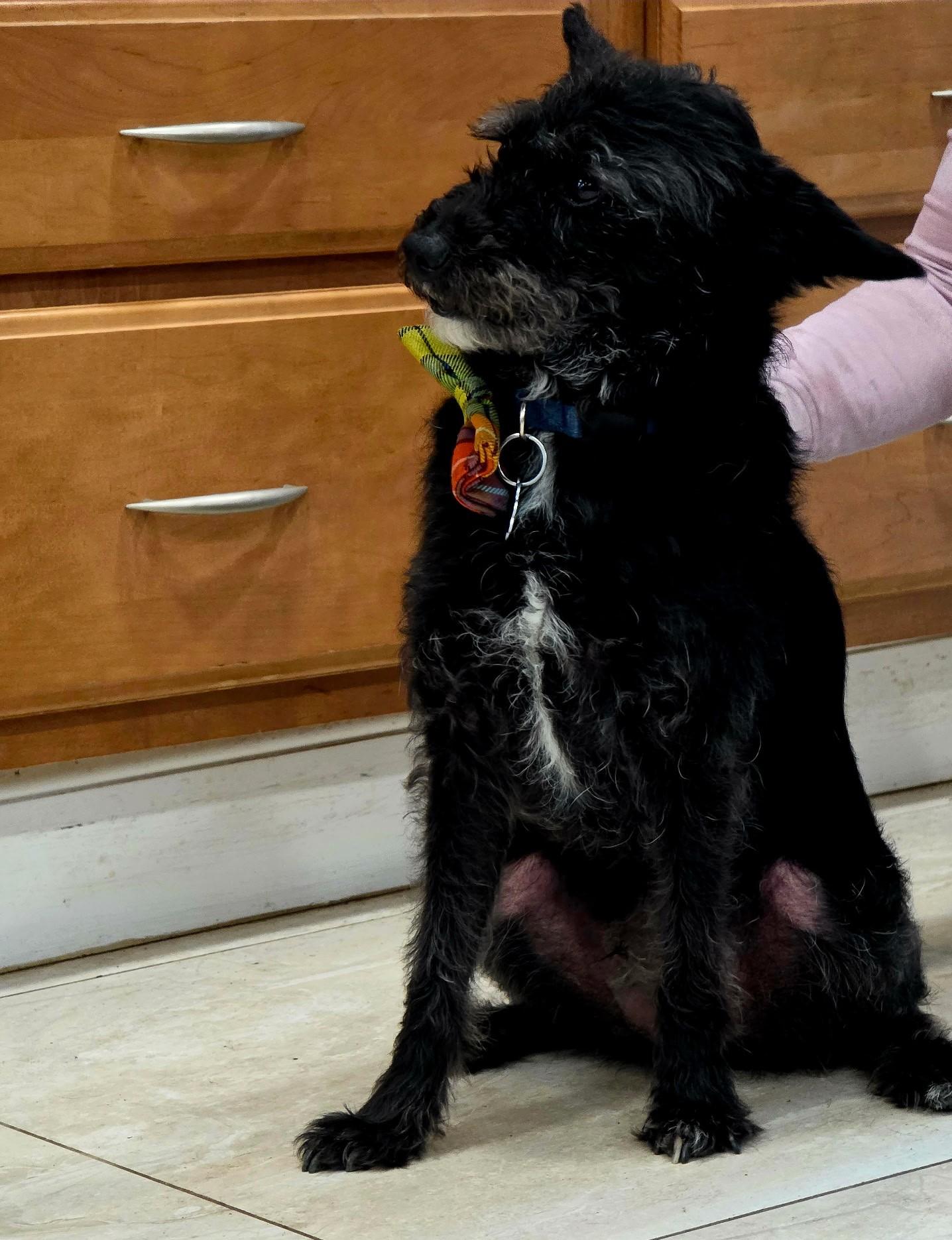 Enlarge Brody, an adopted mixed breed in Abington, PA image 1/3