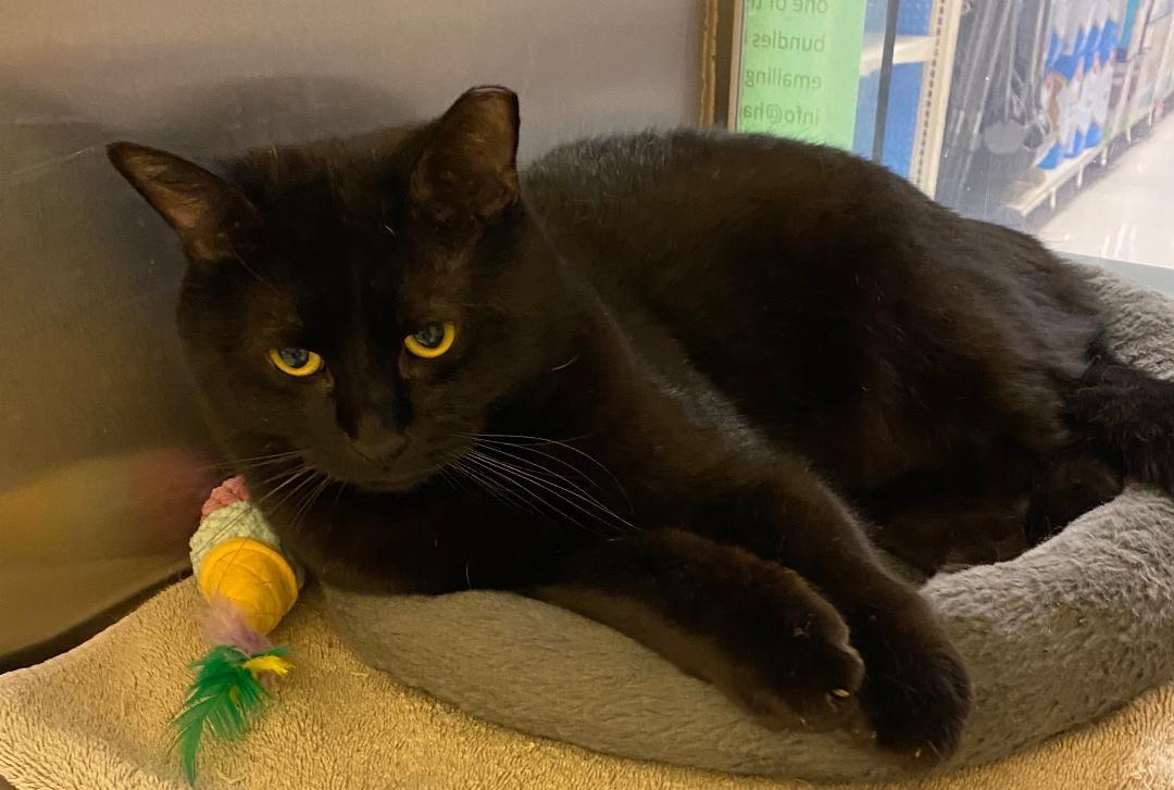 Jacques, Adult Male Domestic Short Hair