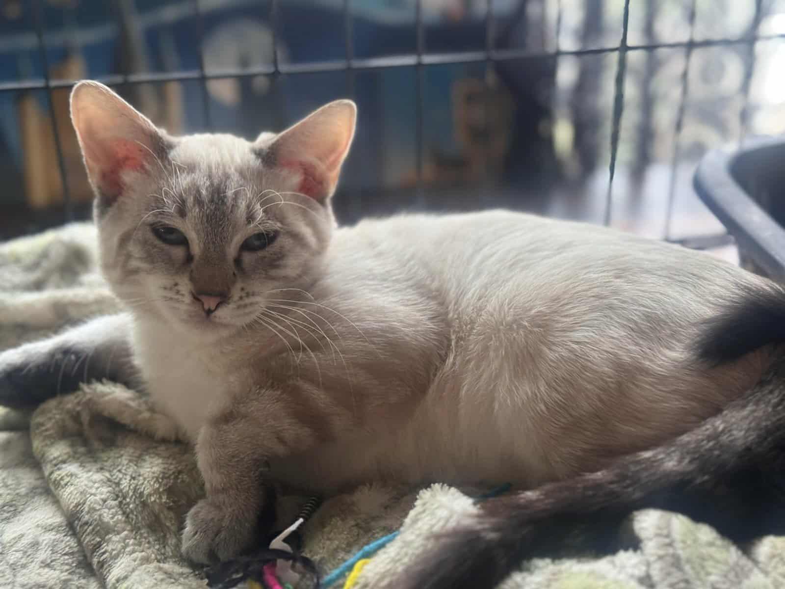 Finn