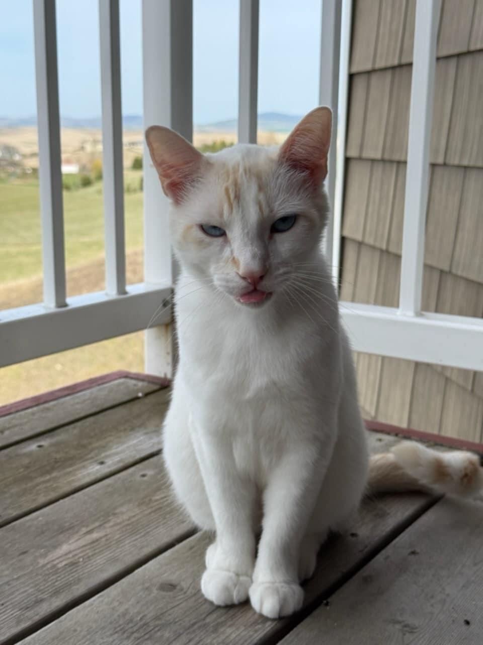 Finn