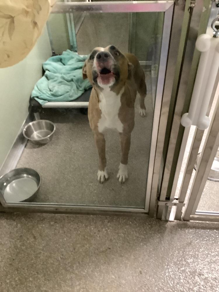 Piper, Adoptable, Young Male Pit Bull Terrier.
