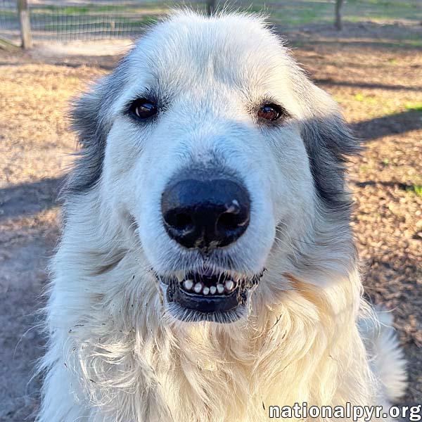 Enlarge Thor in GA - Gentle & Affectionate, a Adoptable Great Pyrenees in Valdosta, GA image 1/3