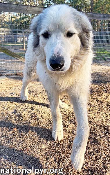 Enlarge Thor in GA - Gentle & Affectionate, a Adoptable Great Pyrenees in Valdosta, GA image 3/3