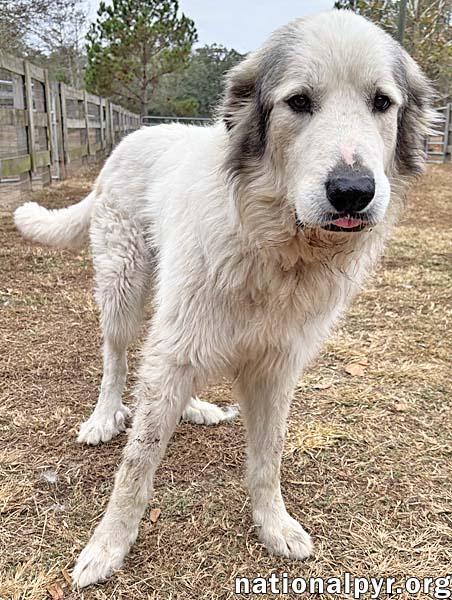 Enlarge Thor in GA - Gentle & Affectionate, a Adoptable Great Pyrenees in Valdosta, GA image 2/3