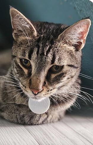 Enlarge Sasuke, a Adoptable Domestic Short Hair in Aiea, HI image 1/1