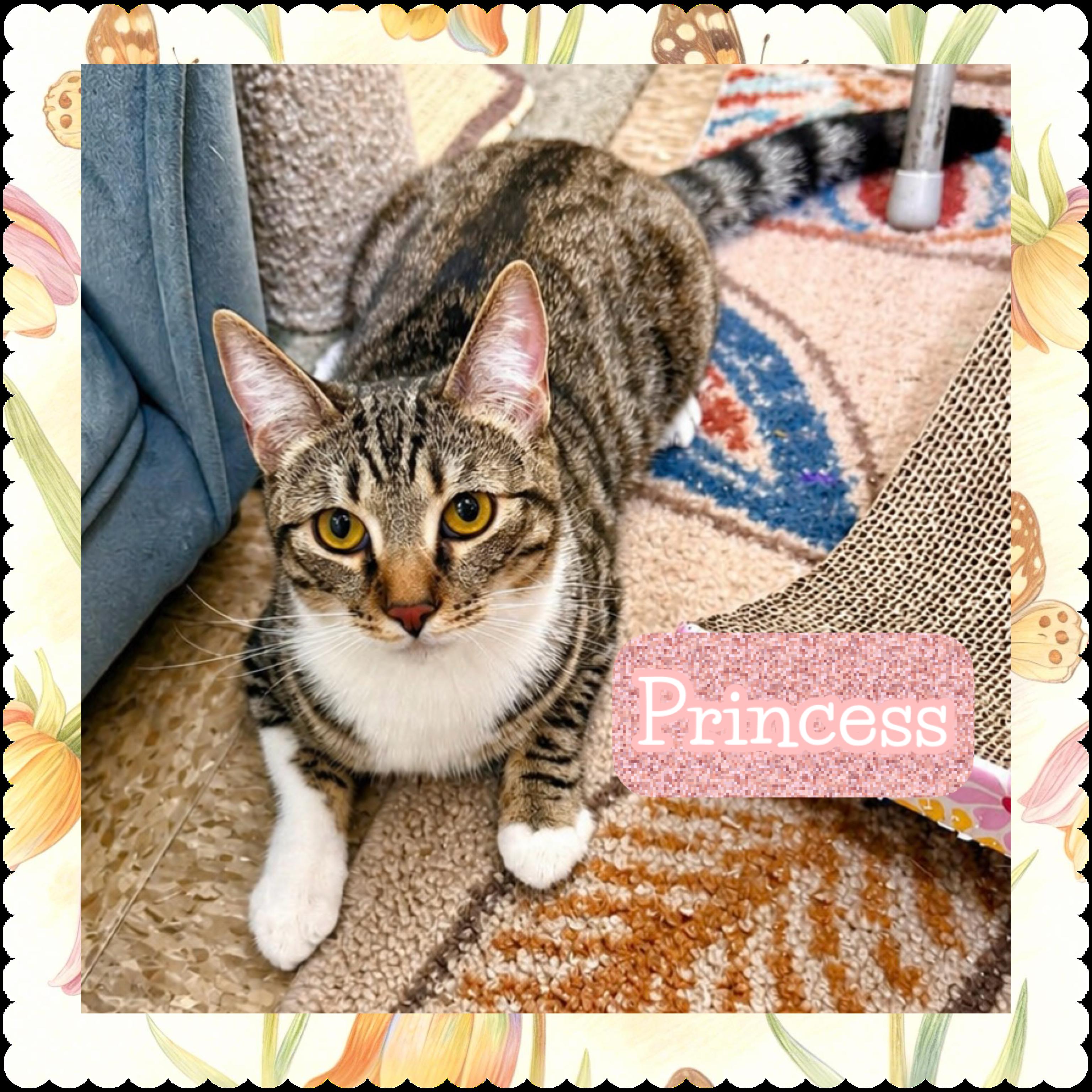 Princess, ADOPTABLE, Young Female Domestic Long Hair.