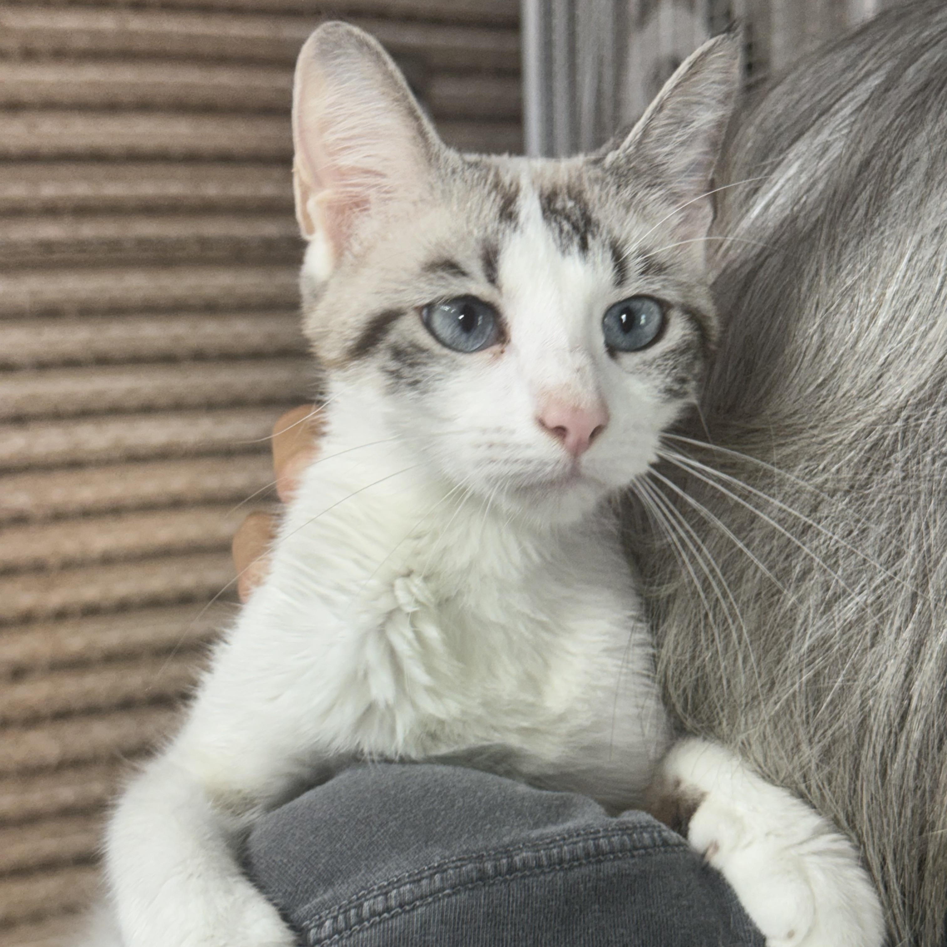Sterling, an adopted Siamese in Lees Summit, MO image 3/3