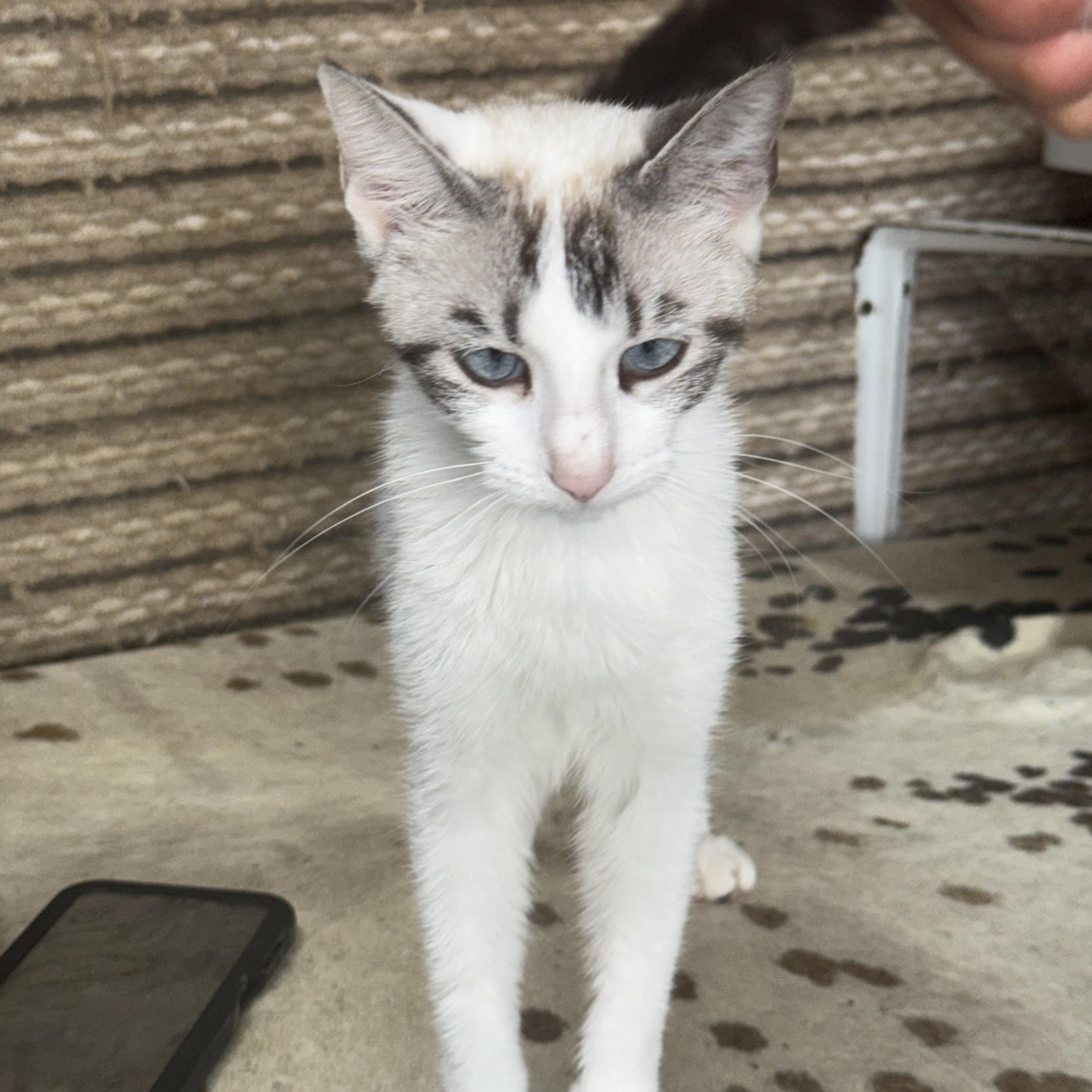 Sterling, an adopted Siamese in Lees Summit, MO image 2/3