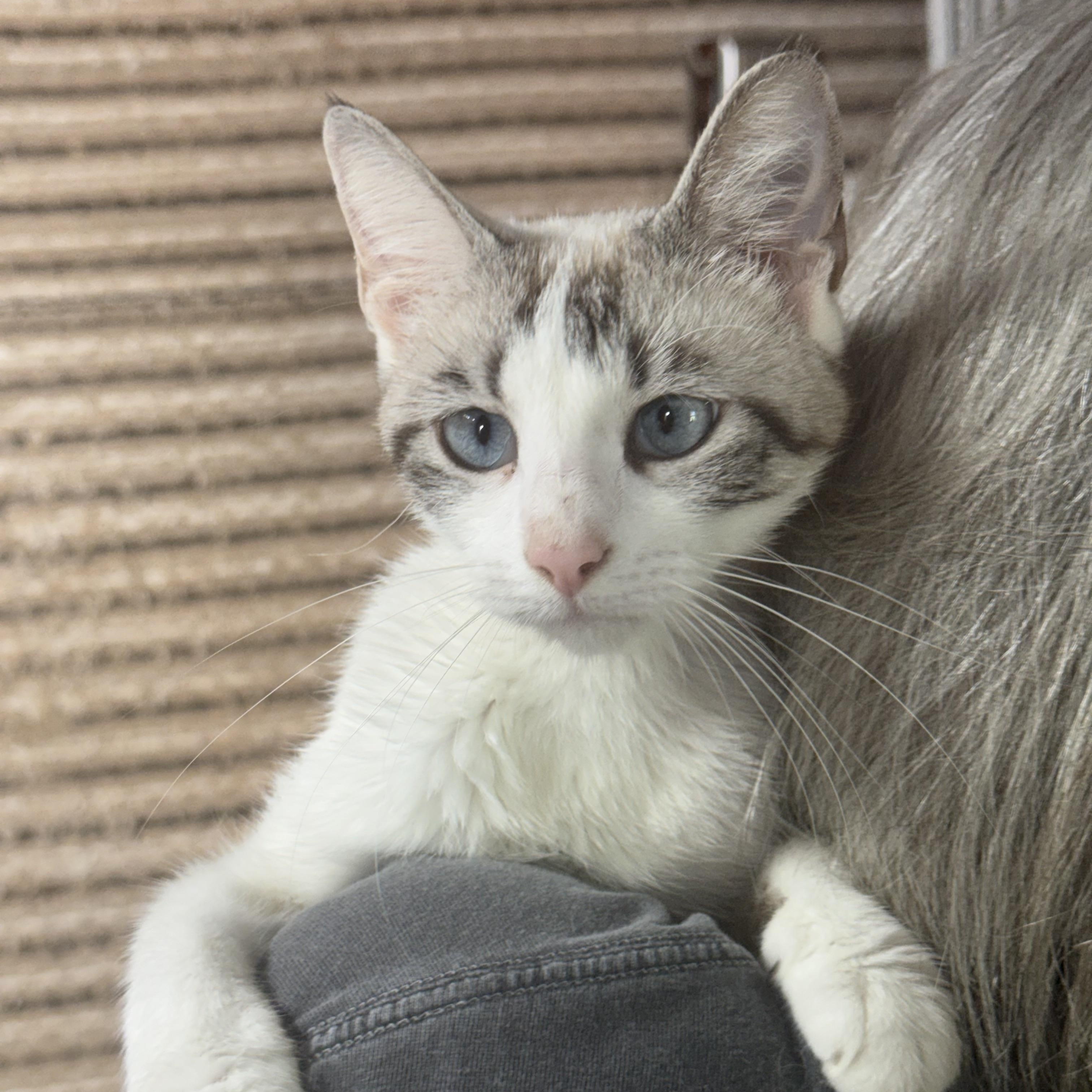 Sterling, adopted, Young Female Siamese.