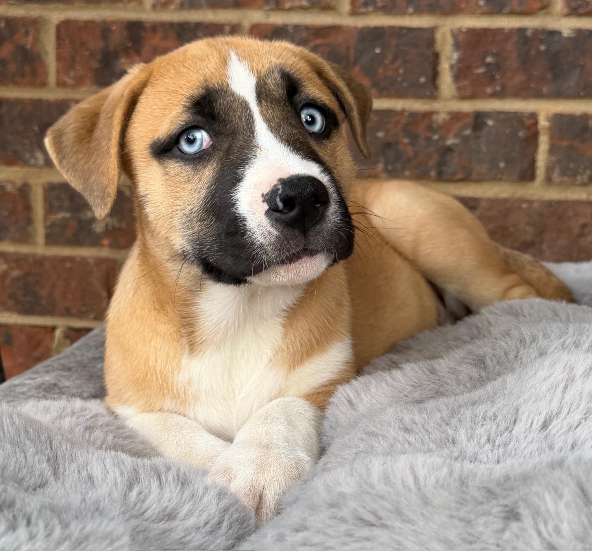 Enlarge Ember, a Adoptable mixed breed in Johnston , RI image 1/6