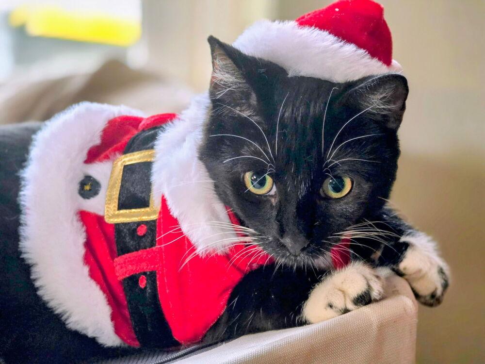 Enlarge Zac, a Adoptable Domestic Short Hair in Fern Park, FL image 1/1