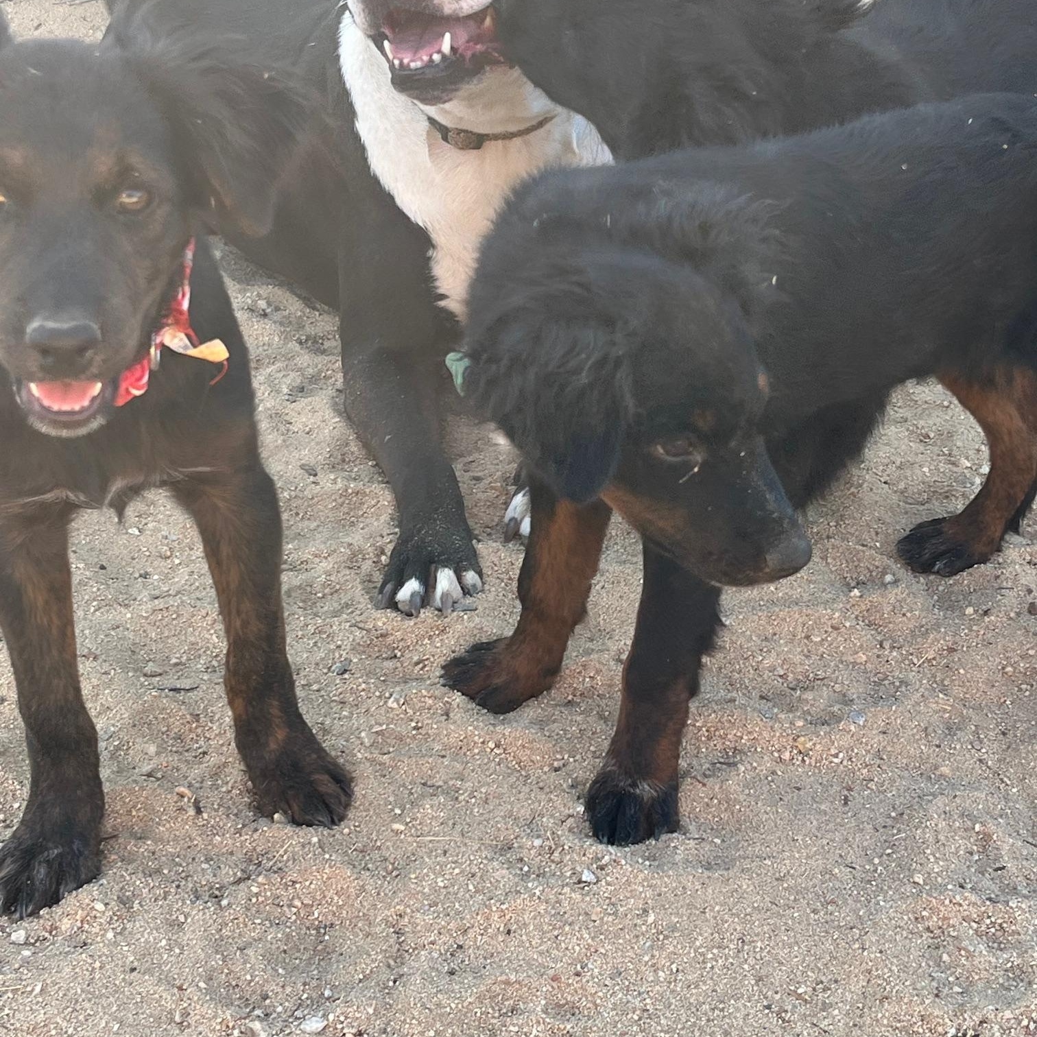 Enlarge Jade, a Adoptable mixed breed in Indio, CA image 4/5