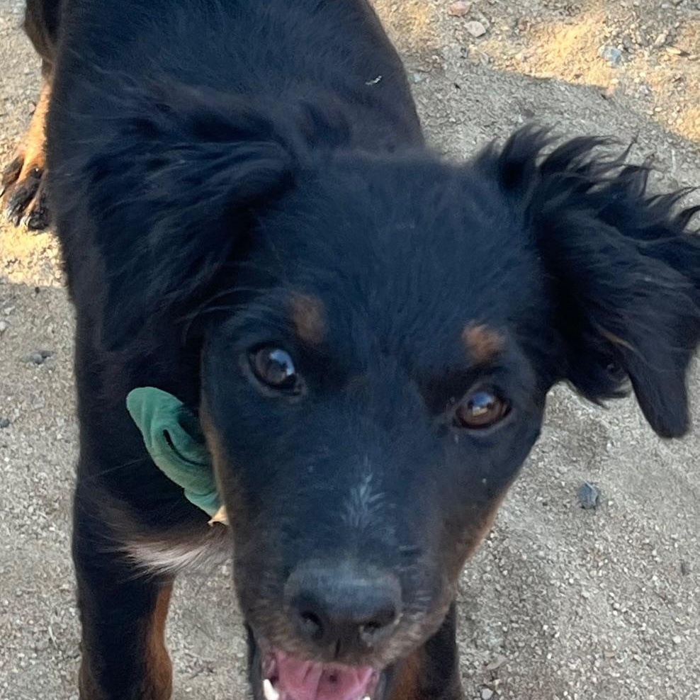 Enlarge Jade, a Adoptable mixed breed in Indio, CA image 1/5