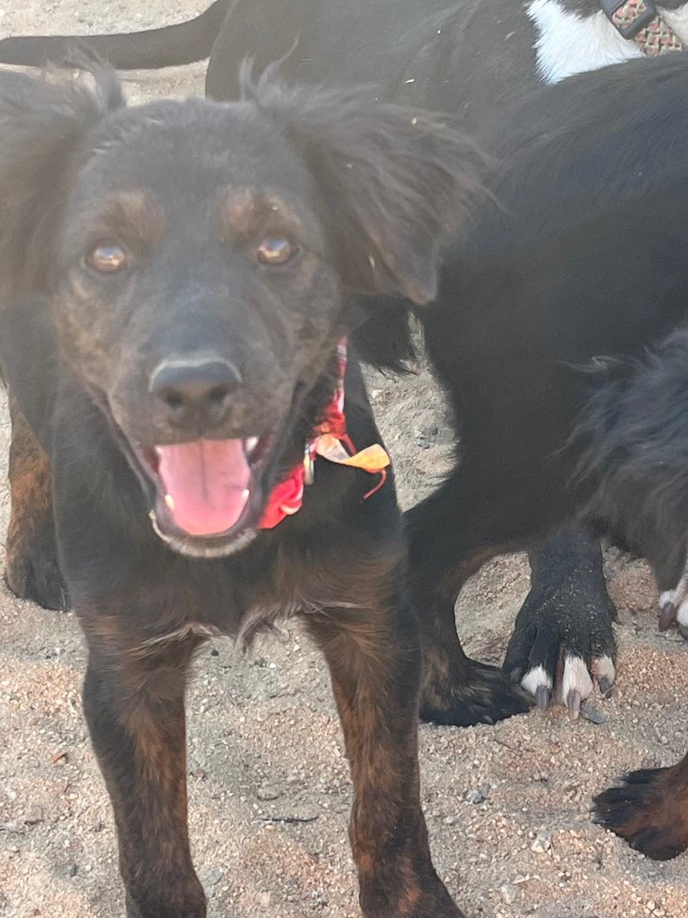 Enlarge Jade, a Adoptable mixed breed in Indio, CA image 2/5