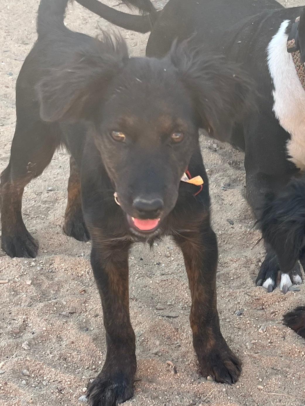 Enlarge Jade, a Adoptable mixed breed in Indio, CA image 3/5