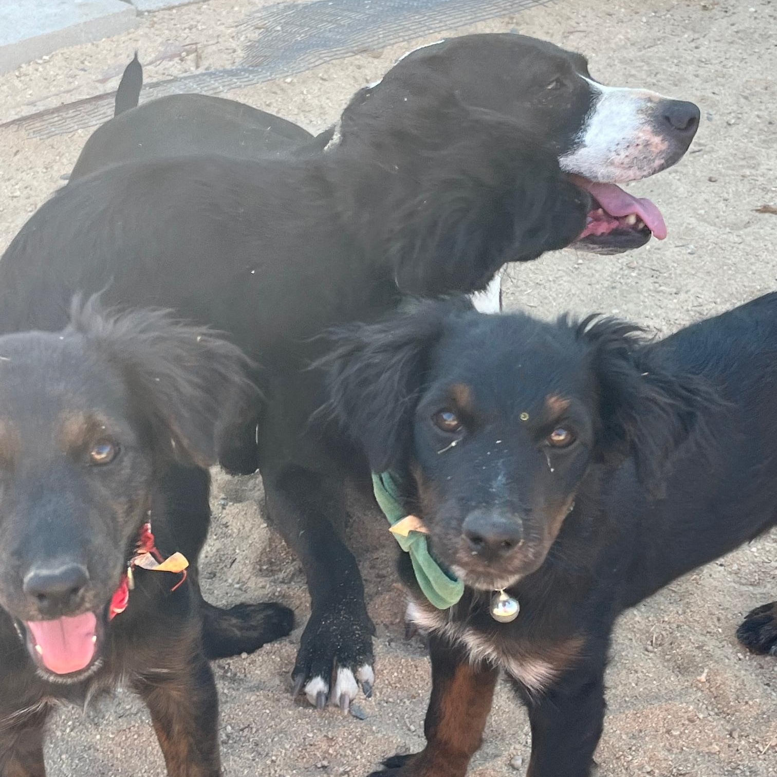 Enlarge Jade, a Adoptable mixed breed in Indio, CA image 5/5