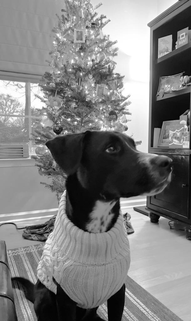 Gibson, Adopted, Puppy Male Mixed Breed.