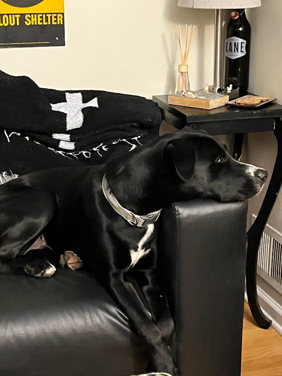 Enlarge Gibson, a Adopted Mixed Breed in Morganville, NJ image 2/3