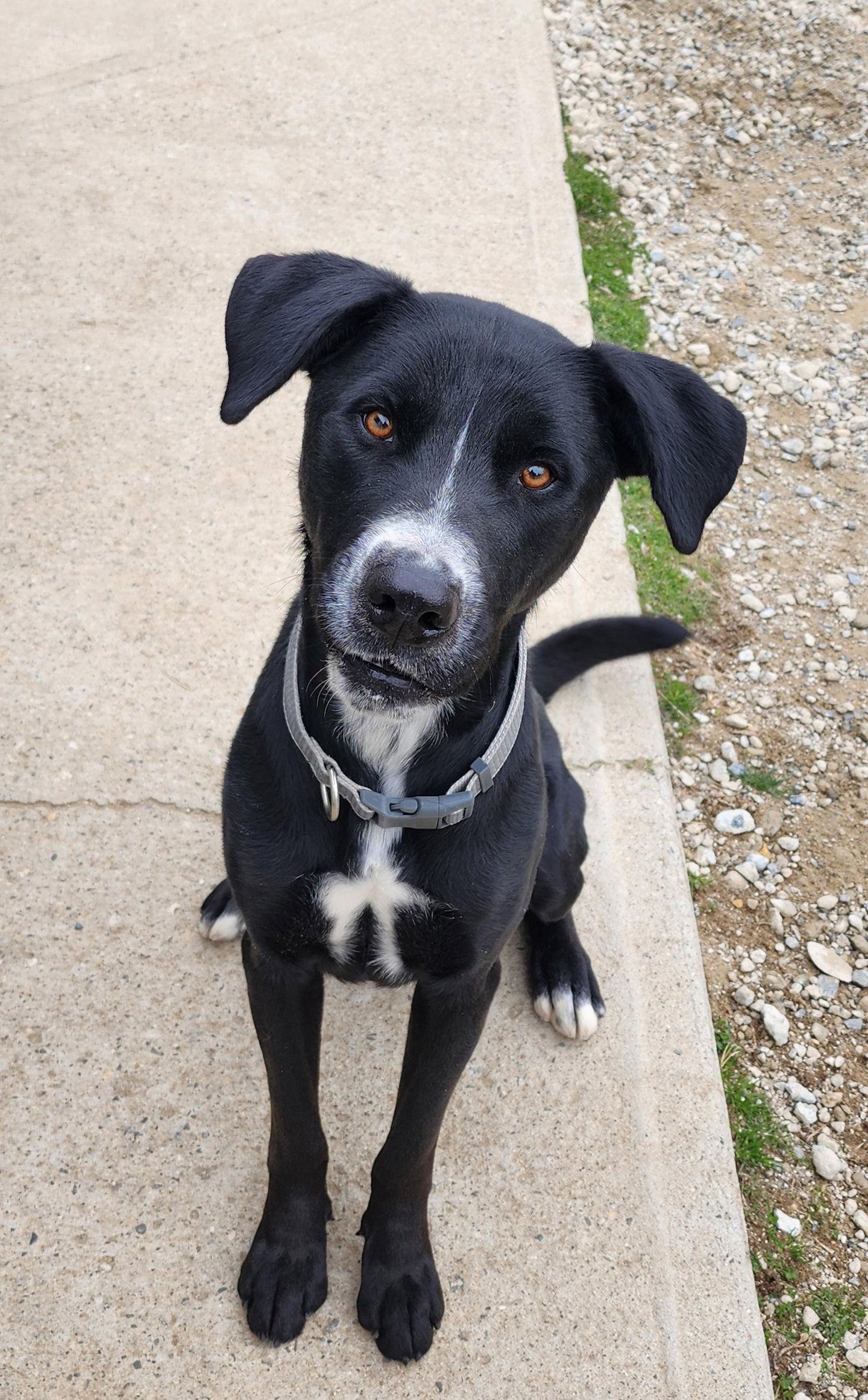 Enlarge Gibson, a Adopted Mixed Breed in Morganville, NJ image 3/3