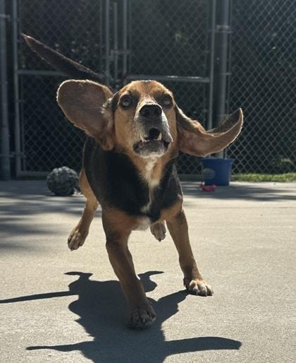 Enlarge Angus, a Adoptable mixed breed in King William, VA image 1/2