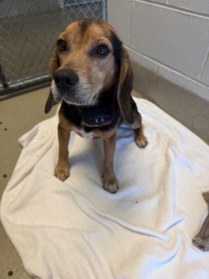 Enlarge Angus, a Adoptable mixed breed in King William, VA image 2/2