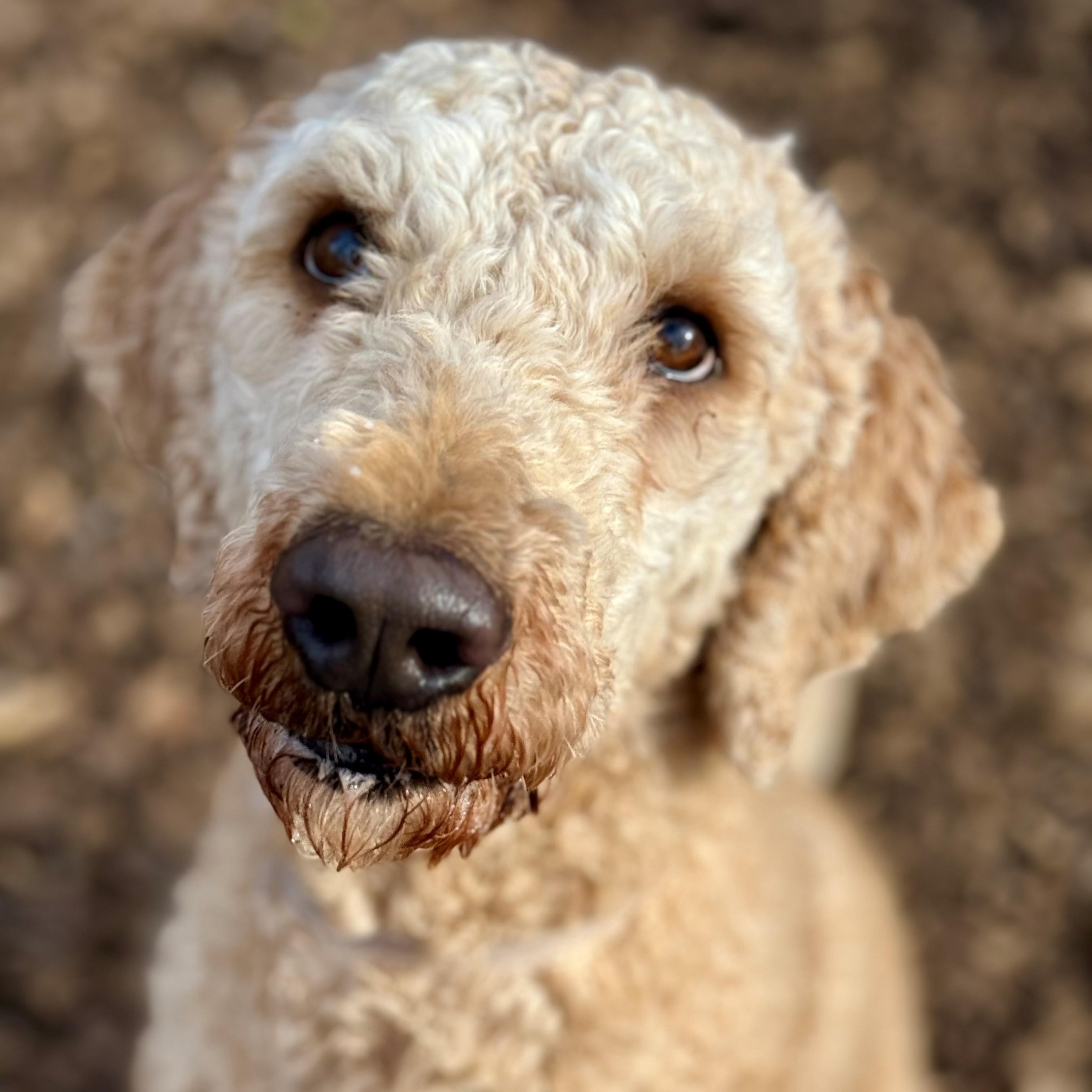 Enlarge Soleil- #50256, a ADOPTABLE Goldendoodle in Columbia, MD image 2/3