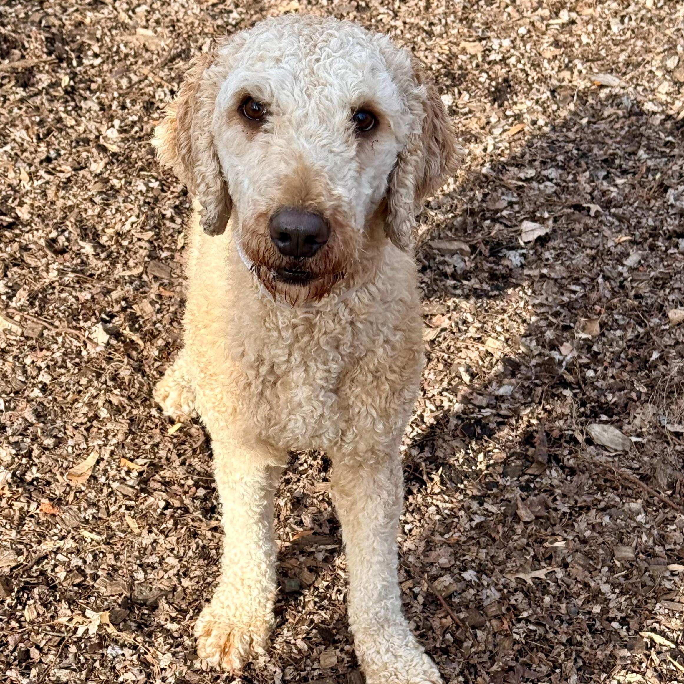 Enlarge Soleil- #50256, a ADOPTABLE Goldendoodle in Columbia, MD image 3/3