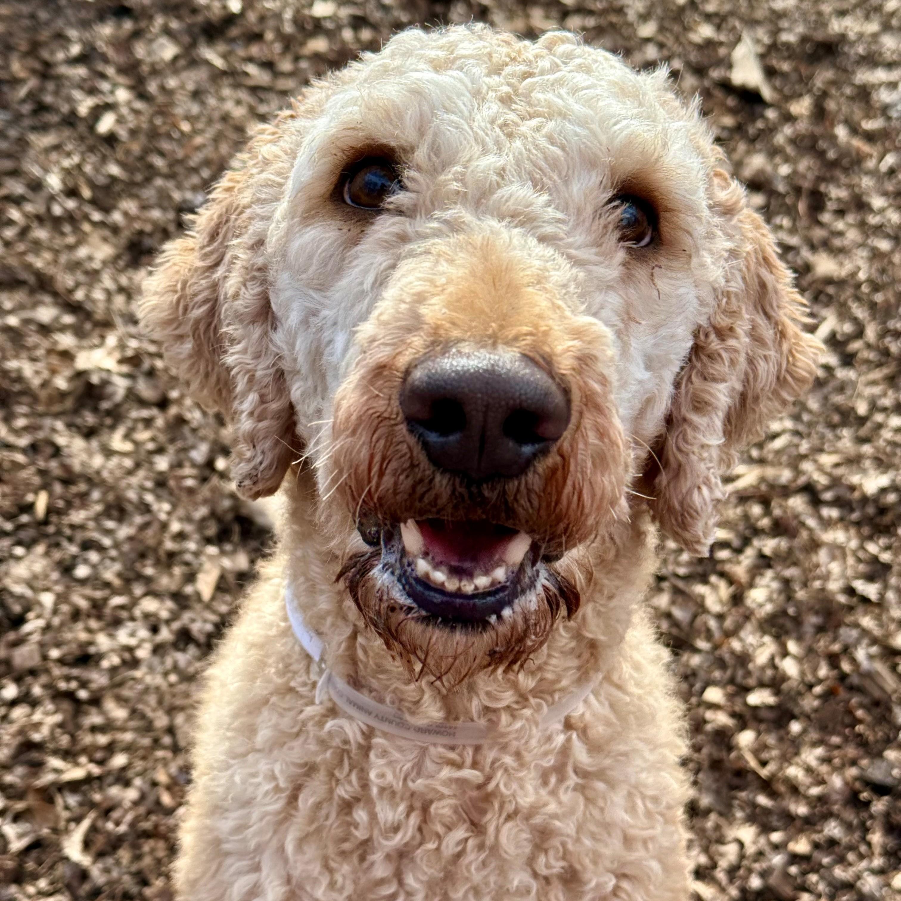 Enlarge Soleil- #50256, a ADOPTABLE Goldendoodle in Columbia, MD image 1/3
