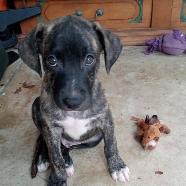 Dog for adoption Tigger, a Mixed Breed in Port Chester, NY Petfinder