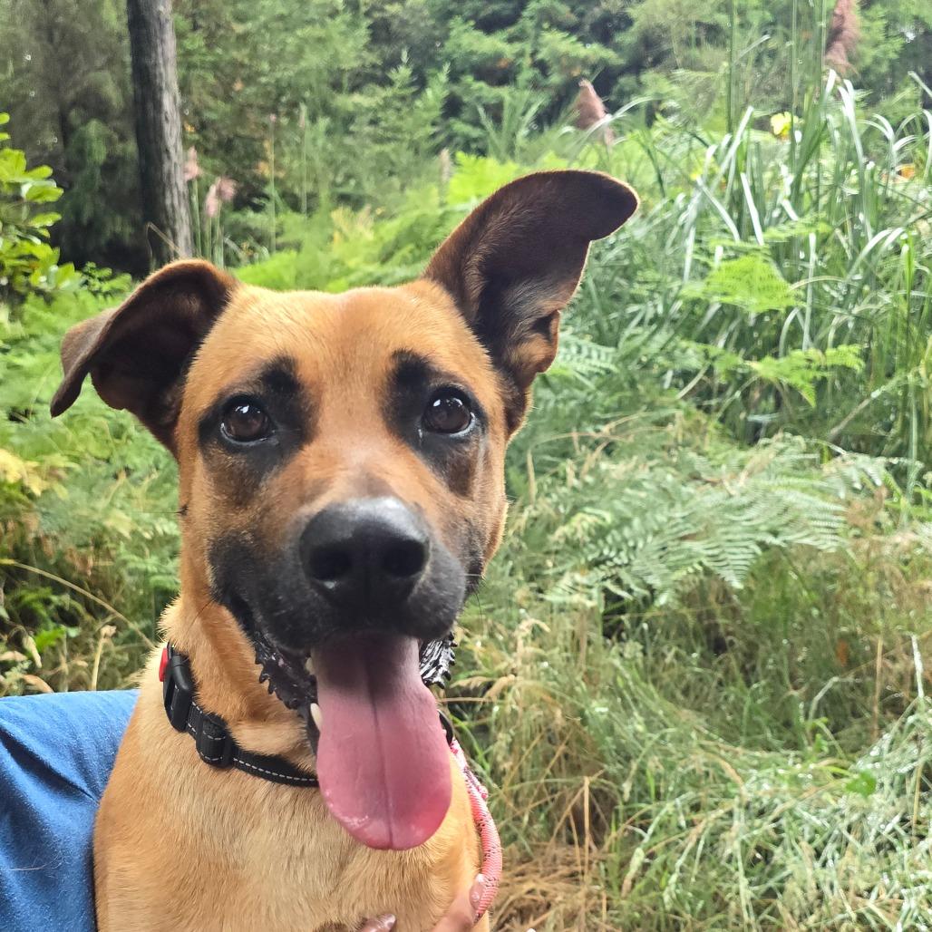 Enlarge Rolo, a Adoptable Mixed Breed in Fort Bragg, CA image 1/5