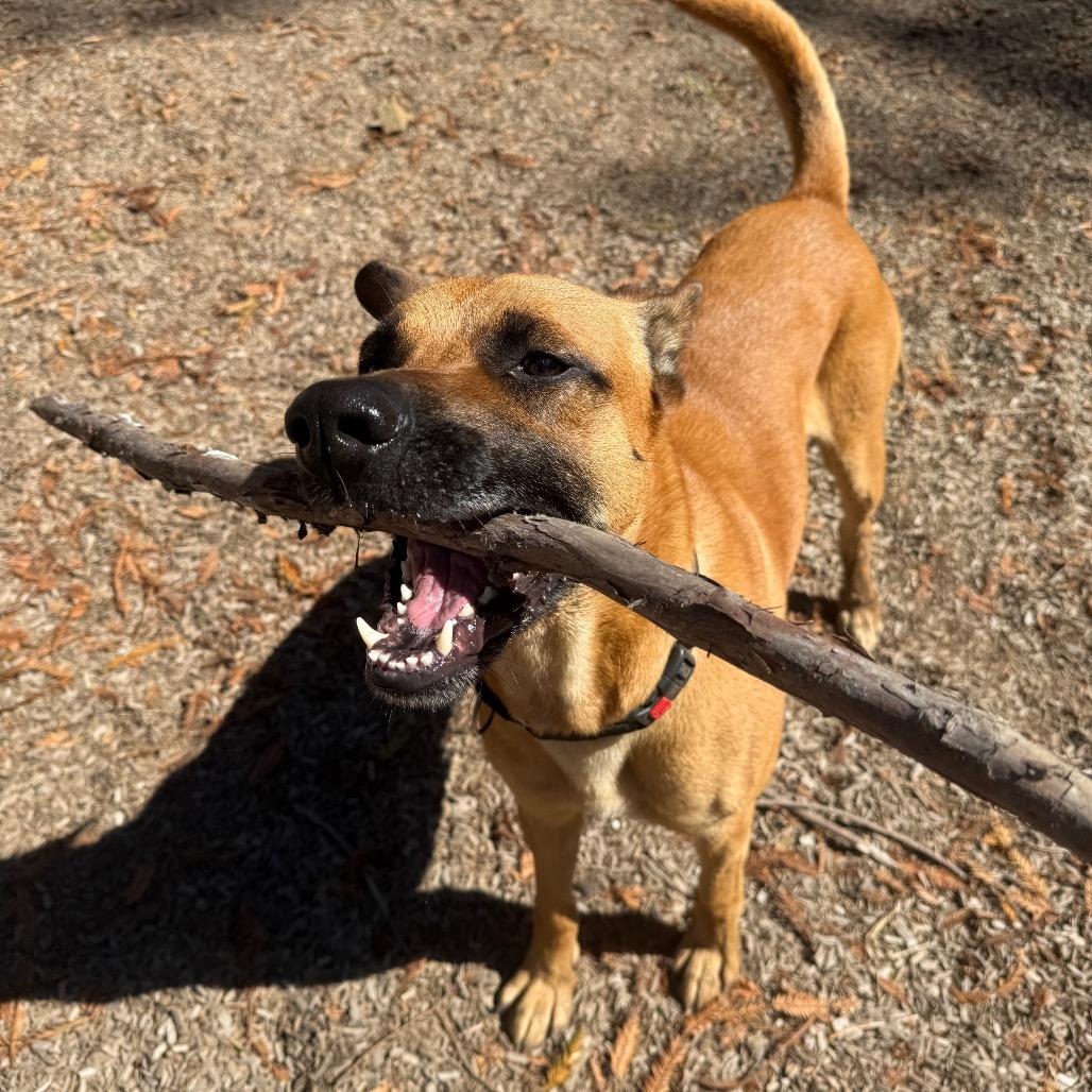 Enlarge Rolo, a Adoptable Mixed Breed in Fort Bragg, CA image 2/6