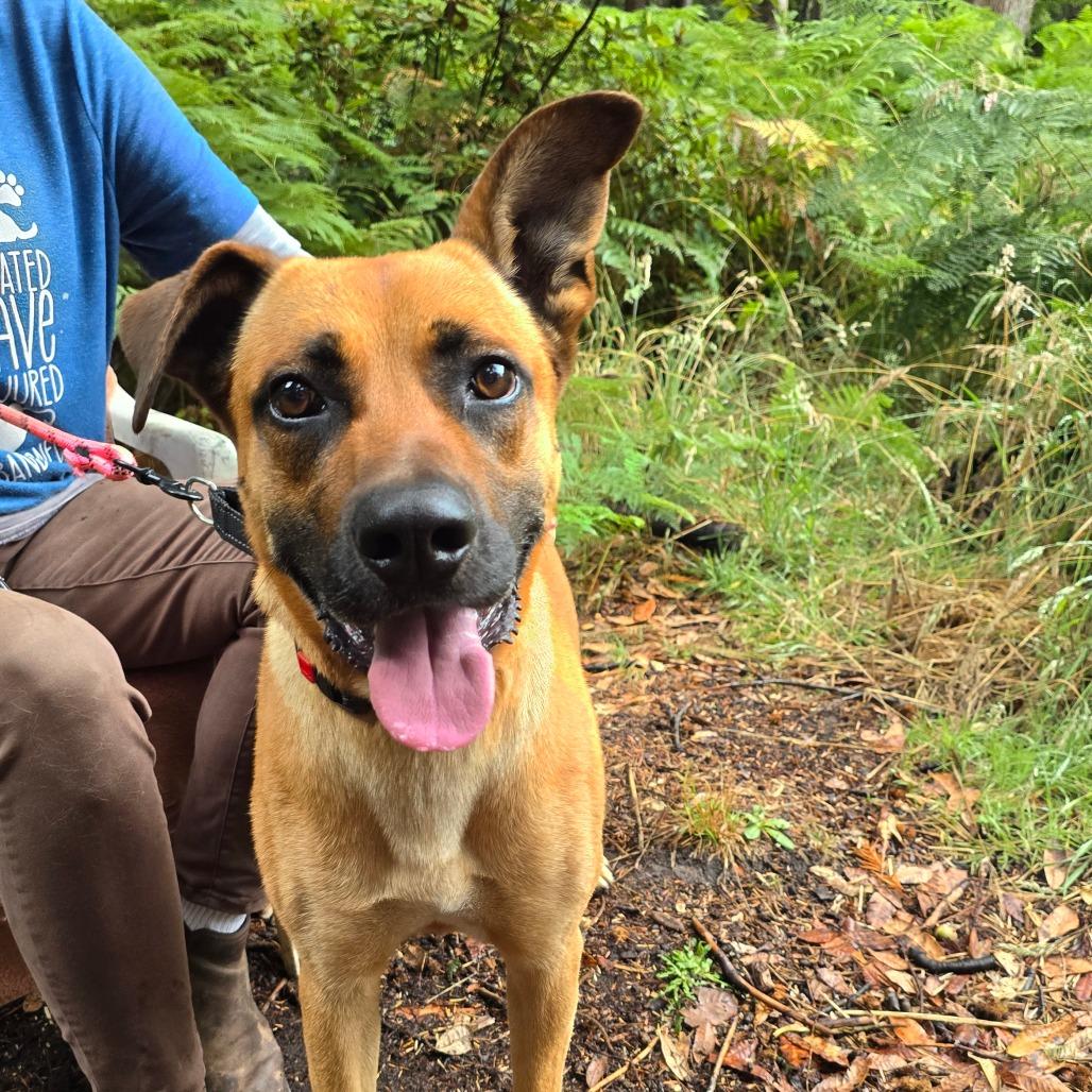 Enlarge Rolo, a Adoptable Mixed Breed in Fort Bragg, CA image 2/5