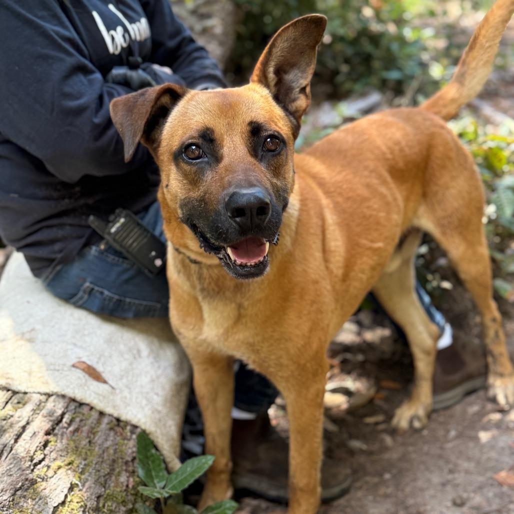 Enlarge Rolo, a Adoptable Mixed Breed in Fort Bragg, CA image 3/5