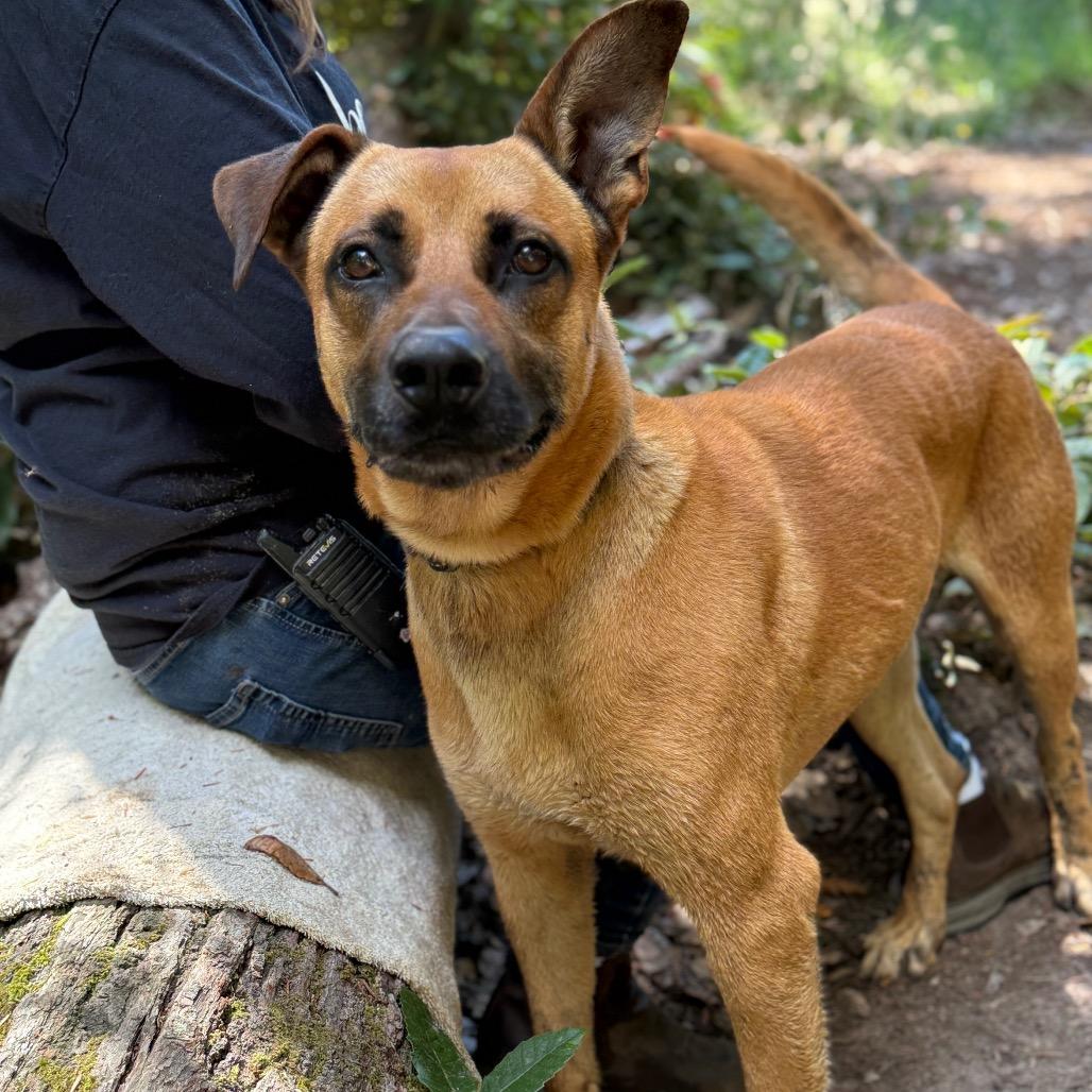 Enlarge Rolo, a Adoptable Mixed Breed in Fort Bragg, CA image 4/5