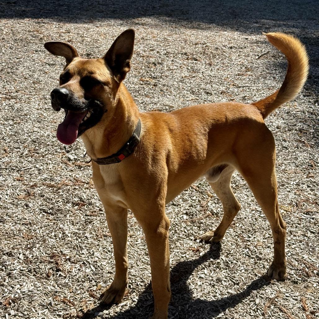 Enlarge Rolo, a Adoptable Mixed Breed in Fort Bragg, CA image 6/6